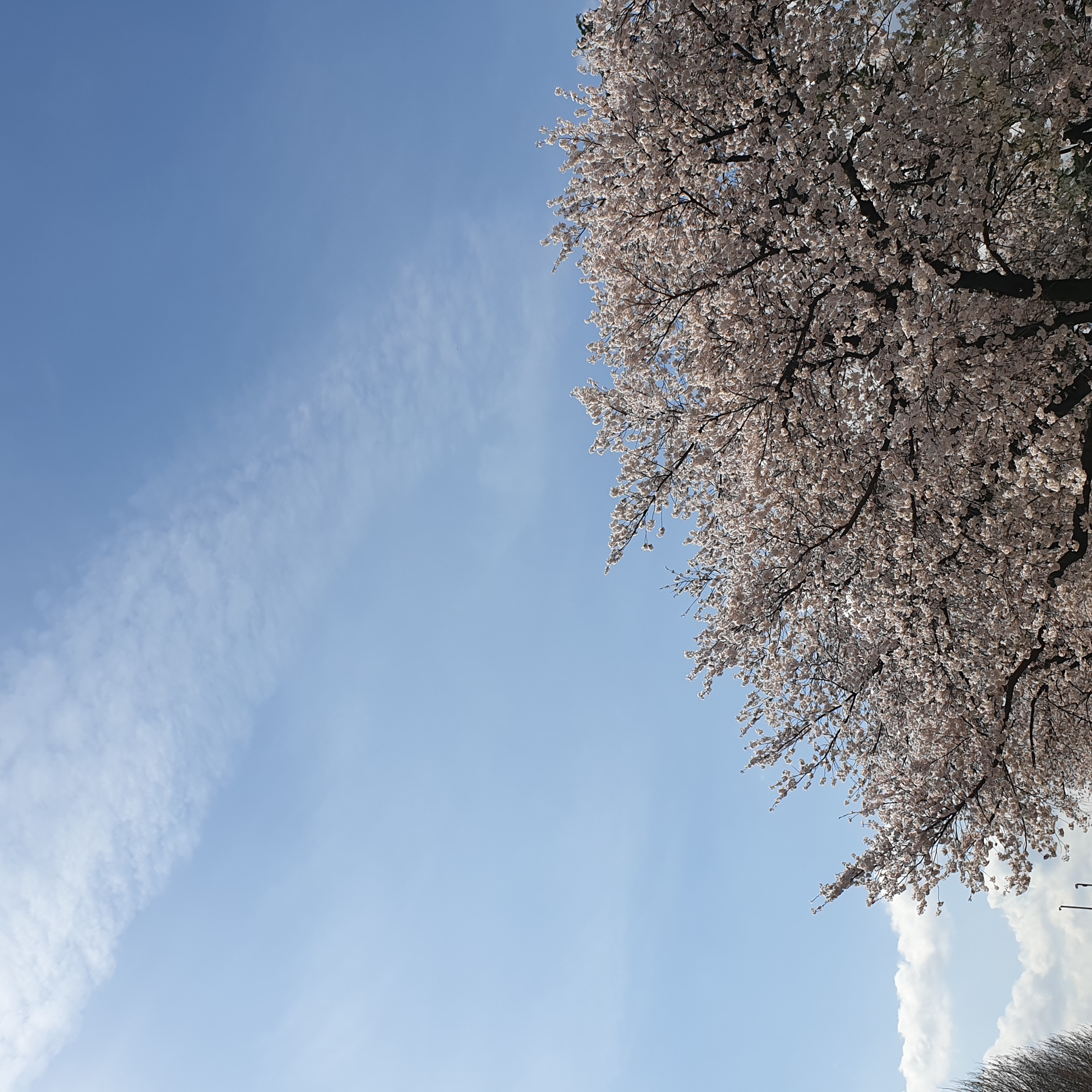 벚꽃나무 아래에서 본 하늘